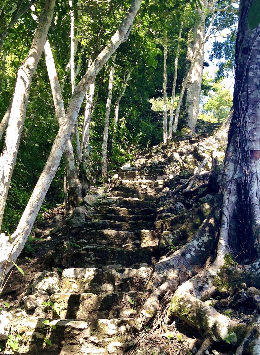 Mayan stairway; Altun Ha; Belize